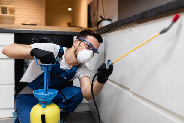 Best Flea Control Services  in Hebron, KY