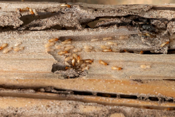 Wasp Removal Services in Hebron, KY