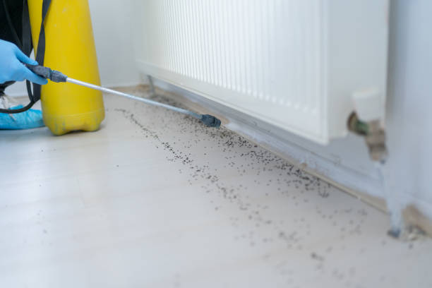 Best Affordable Pest Control Services  in Hebron, KY