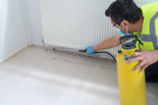 Best Termite Control Services  in Hebron, KY